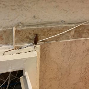 תיקן על קיר ליד חוטי חשמל