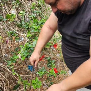 אדם עובד בגינה עם צמחים וכלים