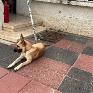 כלב קשור ברצועה על מדרכה