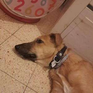 כלב עם קולר שוכב על הרצפה