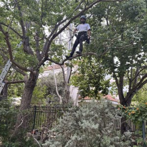אדם על עץ עם ציוד גיזום