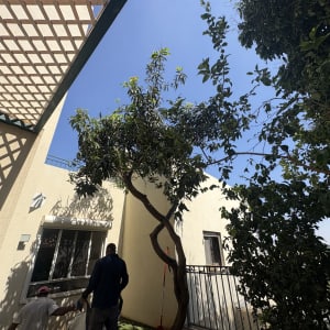 שני אנשים ליד עץ בחצר עם גדר