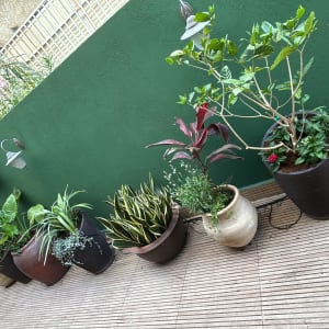 עציצים עם צמחים על מרפסת עם קיר ירוק
