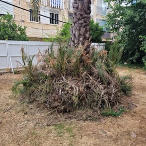 עץ דקל עם ענפים יבשים בגינה