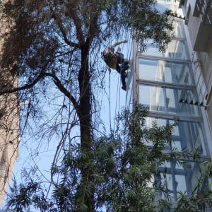 אדם מטפס על חבלים ליד בניין זכוכית גבוה