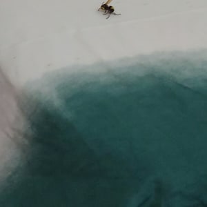 צרעה על מצע בד לבן