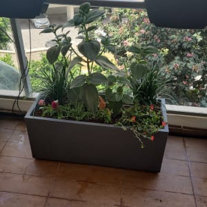 עציצים עם צמחים ירוקים ופרחים במרפסת