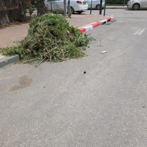 ערימת גזם על המדרכה ליד כביש