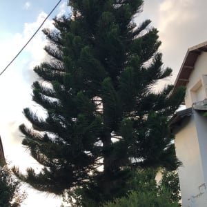 עץ גבוה עם ענפים צפופים, מתאים לגיזום