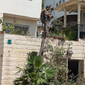 אדם גוזם עץ עם מסור חשמלי על גזע גבוה