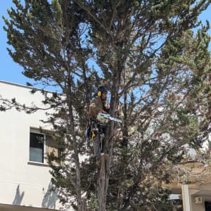 אדם גוזם עץ עם מסור חשמלי