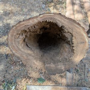 גזע עץ כרות על הקרקע עם שבבים