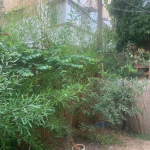 עציצים וצמחים בגינה עם גדר במבוק