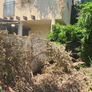 ענפים גזומים ליד בית עם צמחייה