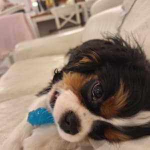 כלב משחק עם צעצוע כחול על ספה