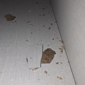 שאריות עץ ופסולת על רצפה, רלוונטי להדברה