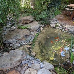 בריכת דגים קטנה עם דגי זהב וצמחייה מסביב