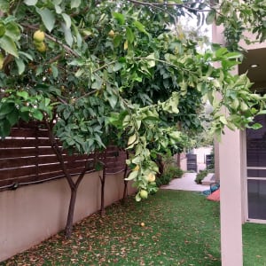 עץ לימון עם פירות בגינה