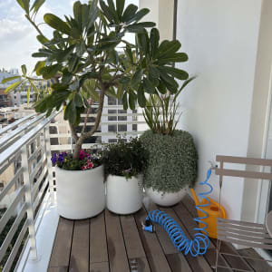 עציצים עם צמחים על מרפסת, צינור מים כחול