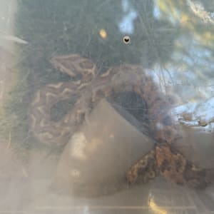 נחש בכלוב פלסטיק שקוף עם חורים לאוורור