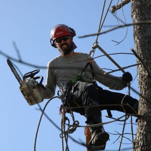 גיזום עצים בגובה