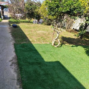 דשא ירוק ועץ קטן בגינה