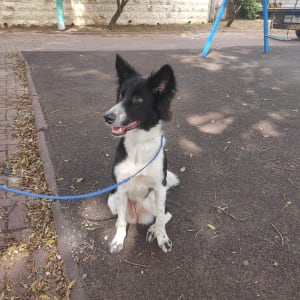 כלב קשור ברצועה כחולה יושב על שביל