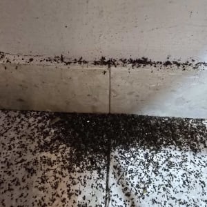 תמונה של קיר ורצפה עם סימני חרקים רבים