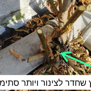 צינור פלסטיק עם עץ שצמח בתוכו