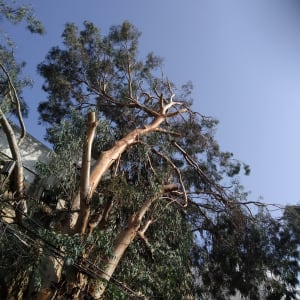 עץ גזום עם ענפים חתוכים בשמיים בהירים