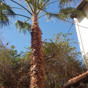 עץ דקל עם גזע גזום ועלים ירוקים