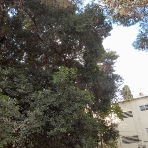 עץ עם ענפים צפופים ועלים ירוקים