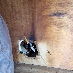 חוטי חשמל יוצאים מחור בקיר עץ