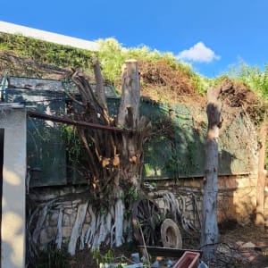 עבודת גיזום עצים עם שקים וכלים בחצר