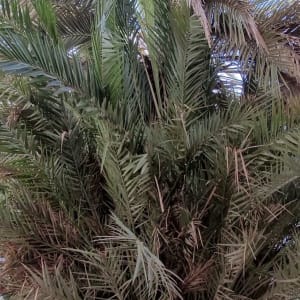 עץ דקל עם עלים צפופים ויבשים