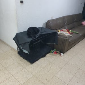 כלב שחור שוכב על כלוב אימון ליד צעצועים