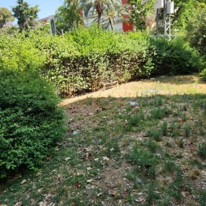 שיחים ירוקים ודשא עם עלים יבשים בגינה