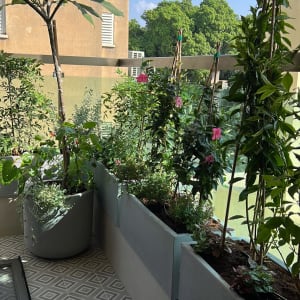 עציצים עם צמחים ופרחים במרפסת