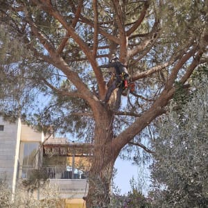 אדם גוזם עץ גבוה עם ציוד בטיחות