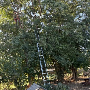 גיזום עצים בגובה רב באמצעות חבלי טיפוס וסולם