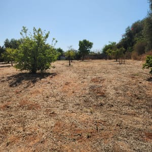 עצים צעירים בשדה פתוח עם אדמה יבשה