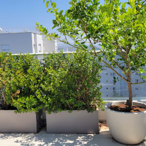 עצים ירוקים בעציצים על מרפסת