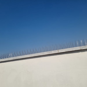 דוקרנים על קיר למניעת נחיתת יונים