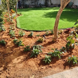 גינה מטופחת עם דשא ועצים קטנים