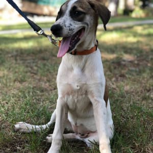 כלב עם רצועה יושב על דשא באימון