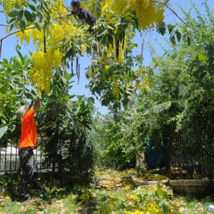 שני אנשים גוזמים עץ עם פרחים צהובים