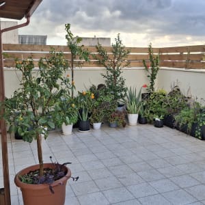 עציצים וצמחים על מרפסת עם גדר עץ ברקע