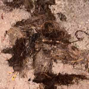 שיער ולכלוך על הקרקע