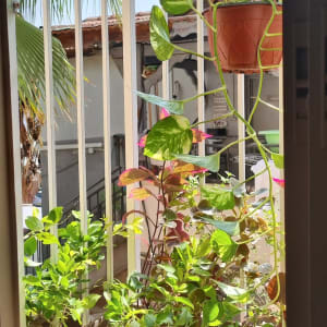 עציצים תלויים על מסגרת מתכת במרפסת