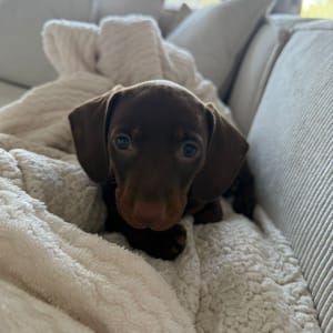 כלב קטן על שמיכה בסלון